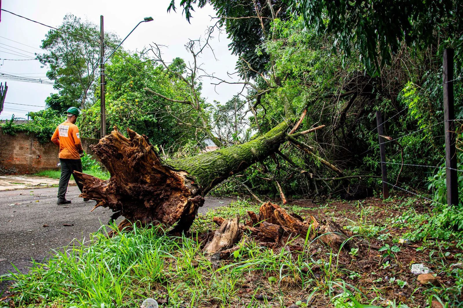 Pohotovosť — vyvrátený strom po búrke cez cestu